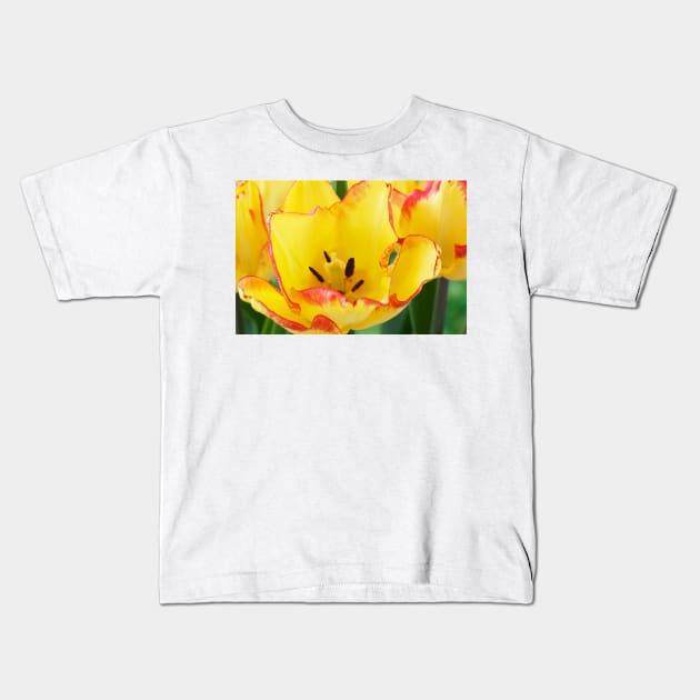 Tulipa  &#39;Cape Town&#39;  AGM  Tulip  Single Early Group Kids T-Shirt by chrisburrows